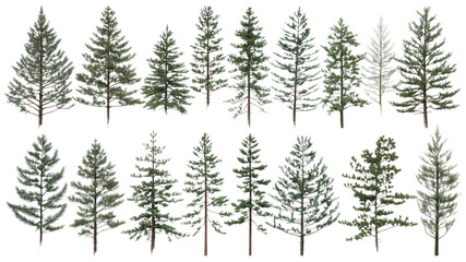 Obraz premium Collection of 24 Isolated Evergreen Trees - Pine Trees Variety for Design