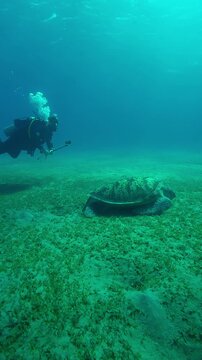 Vertical footage, Scuba diver films with selfie stick on action camera a Sea turtle grazing on bottom, Slow motion of Great Green Sea Turtle, Chelonia mydas feeding on seabed at sundown 
