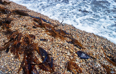 Algae floatsam in the supralithoral of Sea of Japan, sandy shell beach. Japan sea tangle (Laminaria...