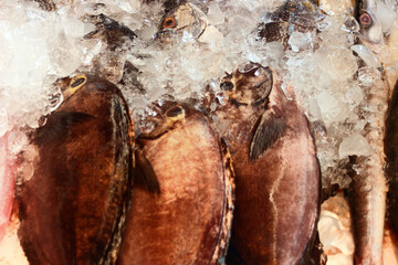 Gifts of the sea. Various seafood (sea bass in ice) in the markets of Southeast Asia, the so-called "wet markets". Thailand