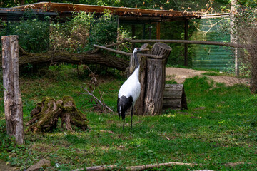 A graceful Japanese crane stands on the green grass in a spacious enclosure. The bird looks majestic with its elegant white plumage and black neck and tail. Its long, slender legs stand out against th