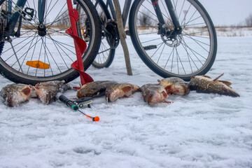 Ice fishing and cycling on the ice between the holes where the gear is located. Pike fishing