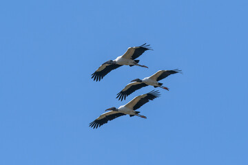 Fototapeta premium Jabiru Stork, in flight, La Estrella Marsh, Formosa Province, Argentina.