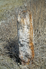 The ravages of time. A tree stump pitted by wind and water on a wasteland, decay. A symbol of pass on to the Great Beyond