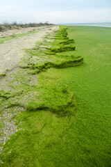 Tongue of shell-sand, sand spit with algae (Cladophora) shore. The ridge is covered with steppe vegetation. Winter Lagoon of Azov Sea.