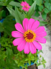 Fototapeta premium pink cosmos flower