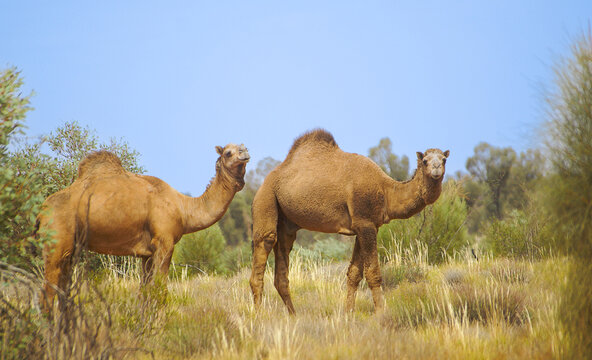 Two Dromedary Camels (Camelus dromedarius) in Australian outback, Red Centre, Australia