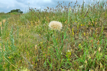 Seagrass meadows on sandy coastal vegetated dune. Achenium, pappus with feathers of Noonflower (Tragopogon pratensis). Snails in state of summer hibernation (Brephulopsis, Chondrula). Black Sea North