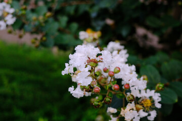 The beautiful sight of a white crape myrtle
