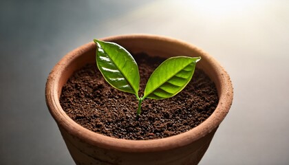 Naklejka premium Fresh Green Coffee Plant Sprouting From Seed In Soil With Two Vibrant Leaves Under Soft Light In A Rustic Pot