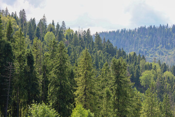 Fototapeta premium Endless mountain slopes covered with a dense coniferous forest stretch to the horizon under a cloudy sky. In the foreground, tall spruces and other trees are visible, creating a panoramic view.