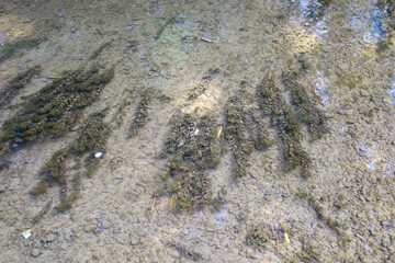 A riverbed with murky water, stones, and algae. Sunlight breaks through the water, illuminating aquatic plants and creating blurry shadows that move beneath the surface.