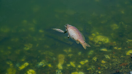 Deaths of fish in farm fish ponds from diseases, water pollution and feed problems. Chinese carp