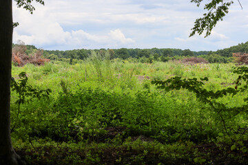 Fototapeta premium A panoramic view of a clearing with dense green grass and weeds. In the background, there is a forest and a cloudy summer sky, while tree leaves on the sides of the frame create a natural border.