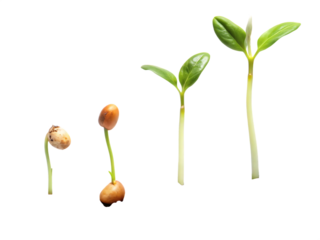  Stages of a seed sprouting into a small plant. isolated on white background ,PNG.AI Generated.