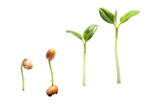  Stages of a seed sprouting into a small plant. isolated on white background ,PNG.AI Generated.
