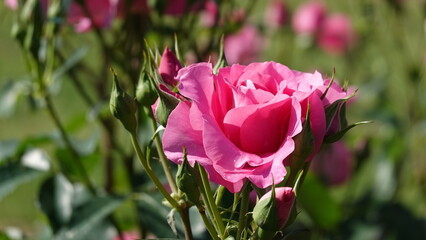 美しいバラの花