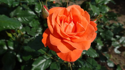 美しいバラの花