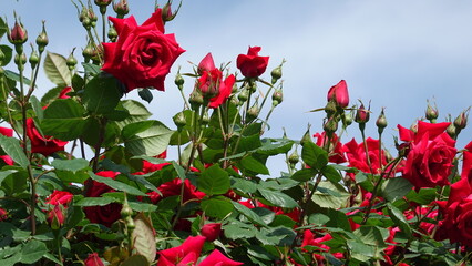 美しいバラの花