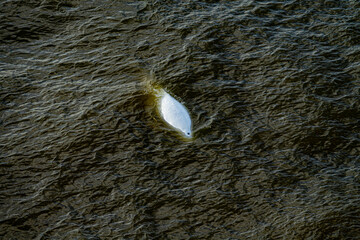 White whale (Belukha, Delphinapterus leucas) in the dark autumn waters of the Anadyr Bay of the Bering Sea. Diving, exhaling (a faint fountain, but a blowhole is visible). View from above