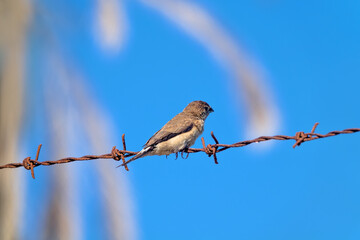common silverbill (Lonchura malabarica) is sitting on a barbed wire. Oman