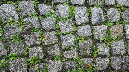 Textured Stone Paving with Interspersed Greenery Highlighting the Natural Growth of Plants Between the Granite Blocks