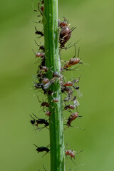 Ants and aphids on a blade of grass.