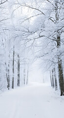 Obraz premium Winter wonderland with snowcovered trees along a path in the forest