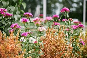 Pink flowers in a flower bed green grass summer autumn spring