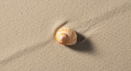 Seashell on Sandy Beach with Soft Shadows and Fine Textures in Natural Light