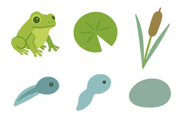 Vibrant green frog and small tadpoles with a floating lily pad and tall cattail plant in a freshwater pond environment on a clean white background