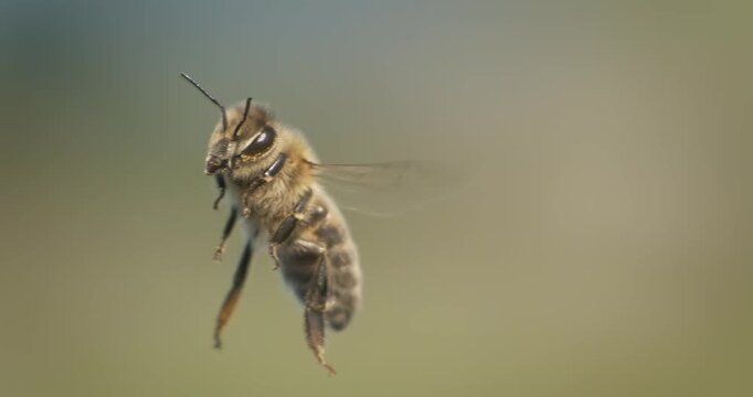 Honey bee fly in a super slow motion. Shot on super slow motion camera 1600 fps. Bees are best known to humans for their ecological roles as pollinators.