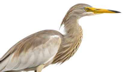 A gray heron with a long yellow beak and slender neck, standing gracefully.

