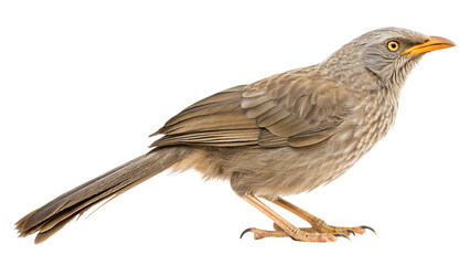 Fototapeta premium A grayish-brown bird 