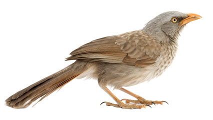 Fototapeta premium common house sparrow