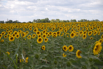 Blooming sunflower