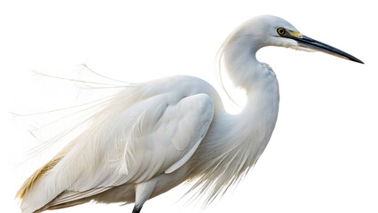 A graceful white egret with long, flowing feathers and a slender black beak.

