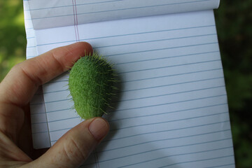 A person holding the spiky fruit of a Wild Cucumber on a small pad of writing paper with copy space. Education design element or banner. Concept of biology, adaptation, and protection.