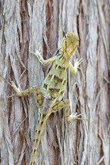 Close Up of Oriental Garden Lizard on Tree