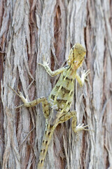 Macro Shot of Exotic Lizard on Bark