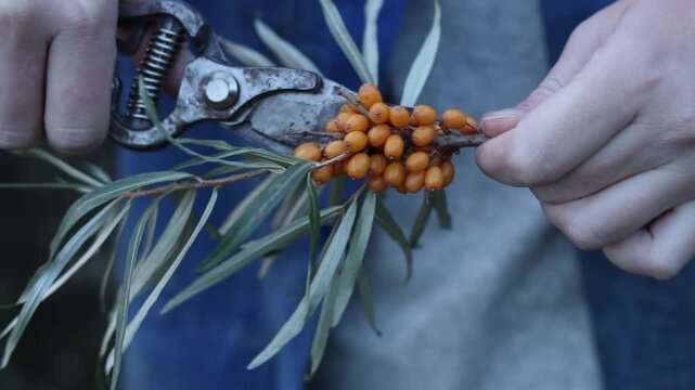 Sea buckthorn berries harvest, close-up. A woman cuts excess leaves from a cut sea buckthorn branch with a pruner. A cluster of bright orange sea buckthorn berries among green leaves