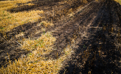 Burnt farmland with black soil and yellow stubble after fire damage in harvested agricultural field