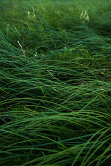 Dense green grass field with long fresh blades growing in natural summer environment