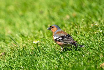 Chaffinch (Fringilla coelebs) bird which is a common garden songbird found in the UK and Europe,
wildlife stock photo image