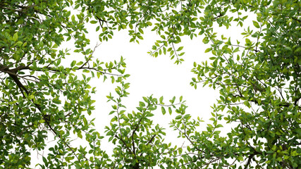 Fototapeta premium Lush Green Foliage Frame with Alpha Channel - Overhead View of Tree Branches and Leaves