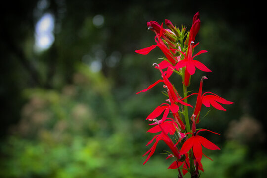 a red Cardinal flower (lobelia cardinalis), a favorite of hummingbirds, which are the primary pollinators of these flowers. nature landscape with copy space