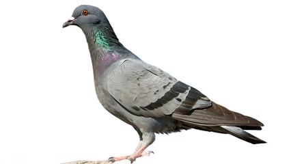 pigeon isolated on white background