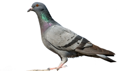 pigeon isolated on white background