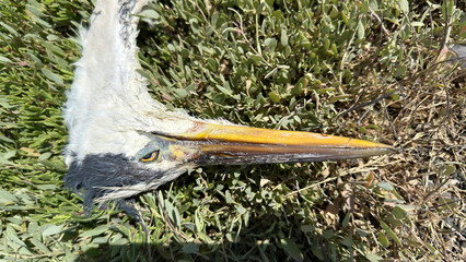 Dead Grey Heron Lying in a Meadow