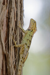 Camouflaged Lizard on Tree Trunk
